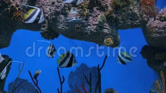 五颜六色的鱼在巨大的水族馆里游动视频