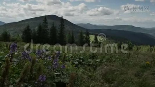 山中草甸花迎风飘扬.. 平稳运动视频