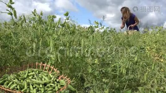 木盘上有青豆荚和模糊的女人收集豌豆。 4K视频