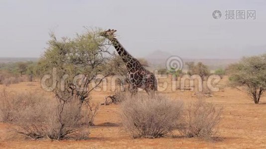 长颈鹿吃非洲草原灌木丛中的绿叶视频