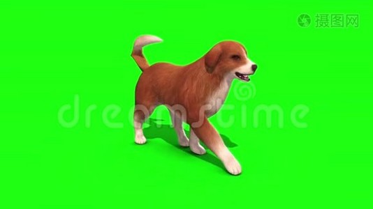 布朗大狗走行绿色屏幕3D渲染动画视频
