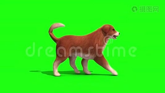 布朗大狗走行式侧面绿色屏幕3D渲染动画视频