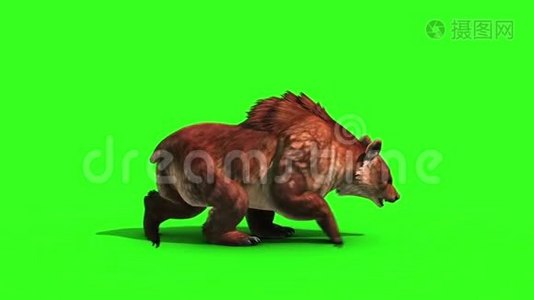 布朗熊行走循环侧绿幕3D渲染动画循环视频