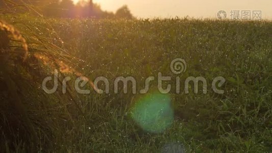 日落时绿草坪上的露水视频
