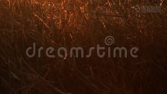 太阳`阳光在春天黎明时穿过干枯的草地视频