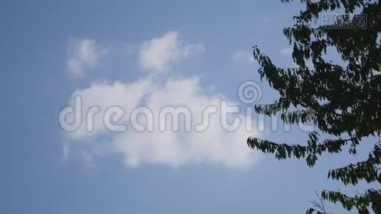 落叶映衬蓝天的背景图像。 这张照片是用一种轻微的慢动作拍摄的视频