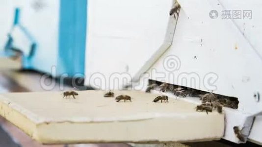 夏日蜜蜂飞入蜂巢入口的时间视频