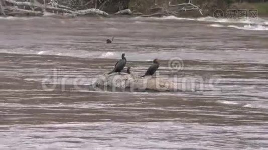 佐治亚州，查塔霍切河，科莫兰鸟在水中的岩石上晒太阳视频