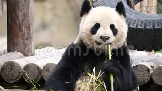 可爱快乐的大熊猫坐在竹枝间吃竹子.. 4K视频慢动作视频
