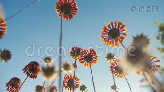 从下面的生活方式来看，蓝色天空的自然景观是花、橙、花视频