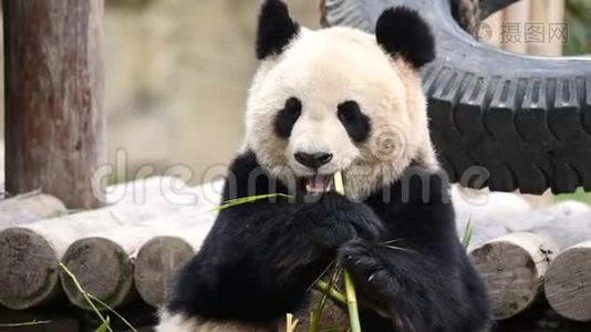 可爱快乐的大熊猫坐在竹枝间吃竹子.. 4K视频慢动作视频