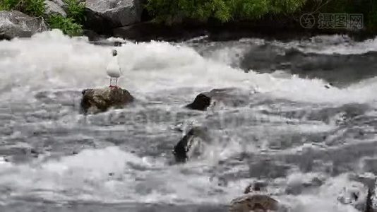 石头上的海鸥在大水中寻找鱼.视频