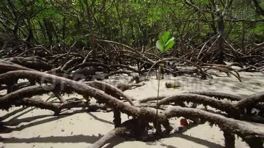 一株被红树林包围的植物视频