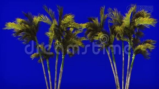 蓝屏上迎风的棕榈树。 美丽的夏天循环的背景。视频