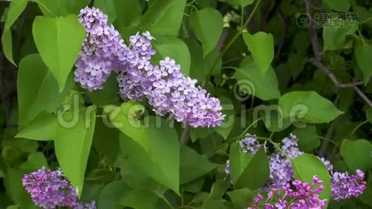 美丽清新的紫紫丁香花.. 合上紫色丁香花..视频