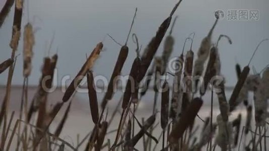 冬季风中的芦苇丛视频