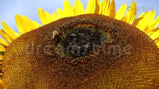 向日葵特写蜜蜂工作花粉特写.视频