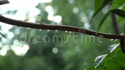 夏日的大雨伴着阳光，雨点落在树枝上，田园般的宁静景象视频