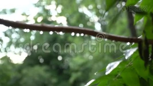 夏日的大雨伴着阳光，雨点落在树枝上，田园般的宁静景象视频