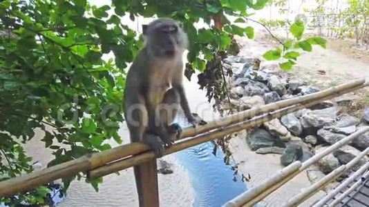 丛林森林里树上的猴子视频