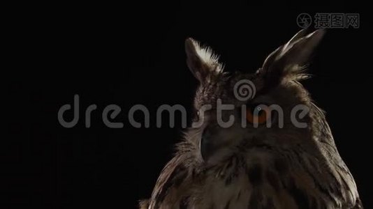 捕食者鸟，靠近一只橙色大眼睛的猫头鹰视频