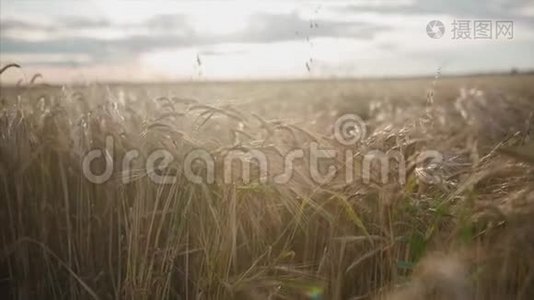 日落时的麦田。 录像。 一大堆麦子都结了。 收获和收获的概念.. 一片金黄的小麦视频
