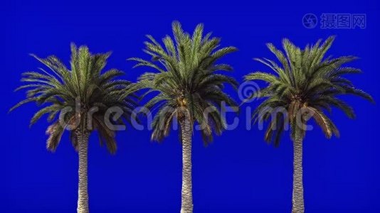 蓝屏上迎风的棕榈树。 美丽的夏天循环的背景。视频