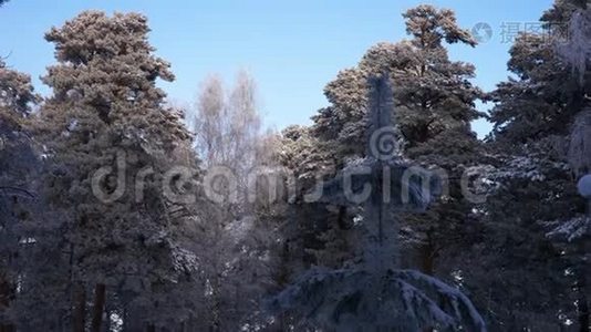 松枝覆盖着霜冻。 冬天的背景。 霜中的树。视频