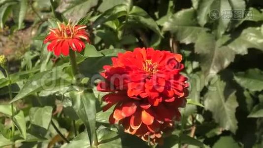 红花zinnia视频
