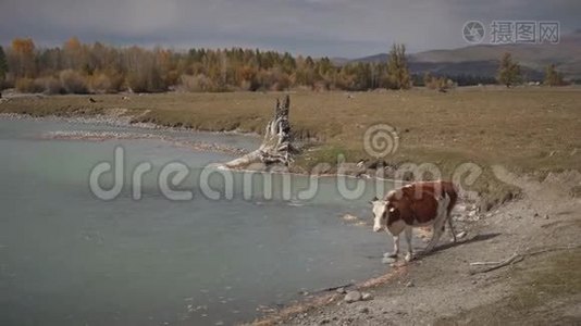 在阳光明媚的秋日，奶牛在西伯利亚湖的岸边散步视频