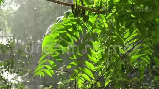 夏日的大雨伴着阳光，雨点落在树枝上，田园般的宁静景象视频