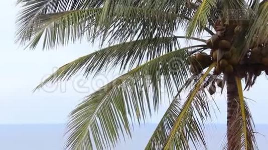 在风中吹拂棕榈树叶的特写视频