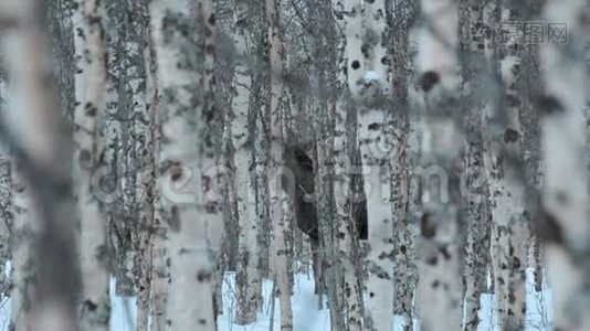 麋鹿妈妈和小牛在白桦树的冬林中站在雪地上视频