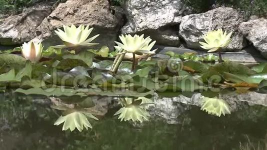 池塘里的白睡莲.视频