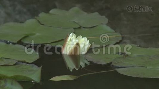 池塘里的白睡莲.视频