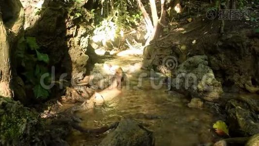 热带森林的瀑布和水流视频