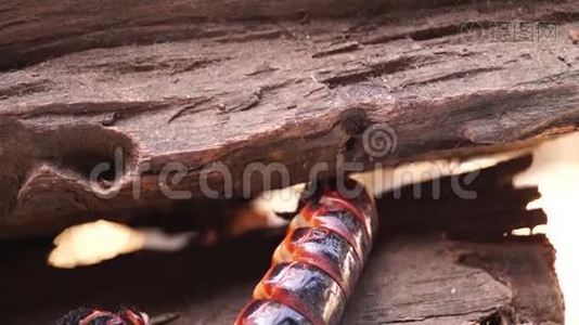甲虫幼虫在腐烂的木洞中栖身。视频
