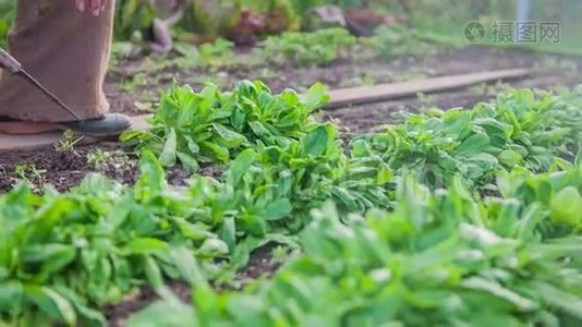 从天然花园中切断健康的良善视频