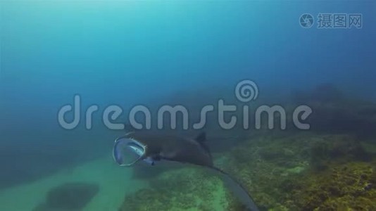 大曼塔雷特写.. 阳光下蓝海水的曼塔雷喂养和游泳视频