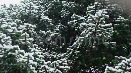 雪花飘落在大自然06视频