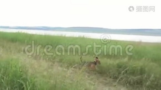 狗在草地上跑，追逐移动相机，慢镜头。视频