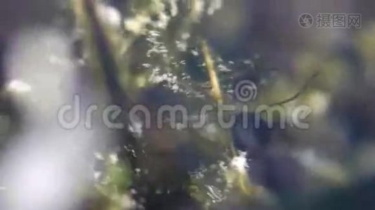 海草中的小青蛙蝌蚪视频