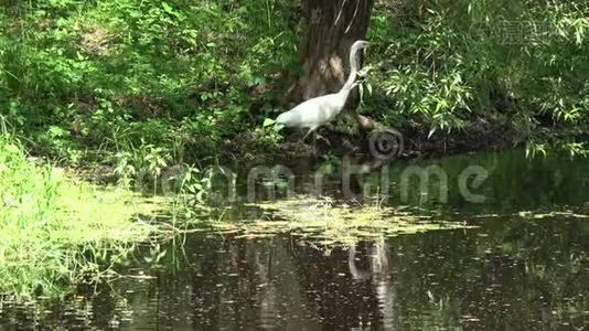 美丽的大白鹭白鹭阿尔巴湖沿岸视频