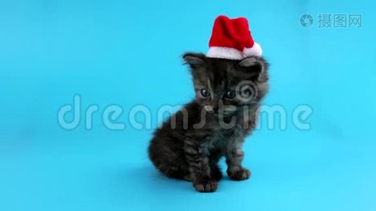 可爱的小猫戴着圣诞老人的红色帽子，环顾四周，喵喵叫视频
