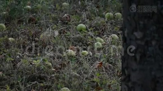 苹果树枝上落下的红苹果视频