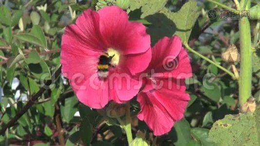 大黄蜂在美丽的粉红色花朵上视频