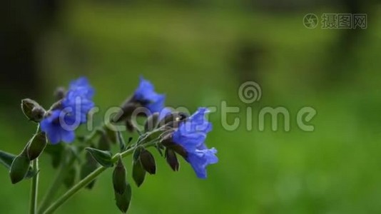 夏日绿林背景下的蓝色花朵视频