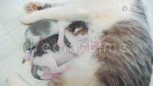 猫喂养新生的小猫。 猫和小猫的慢动作视频。 生活方式宠物概念视频