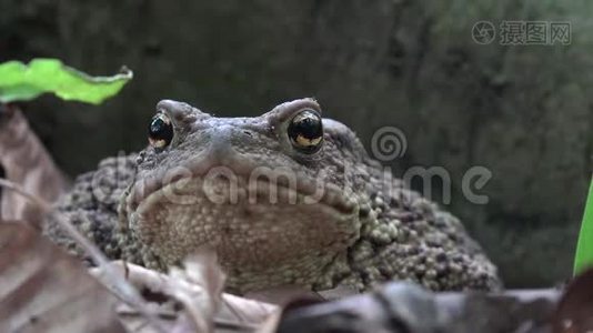 森林特写中的青蛙，树叶中的蟾蜍日光浴，木材中的动物宏观景观视频