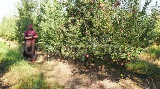 农民使用数字平板电脑在苹果花园。视频